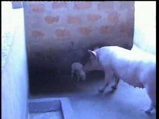 Extrait du Film Bénin 2005