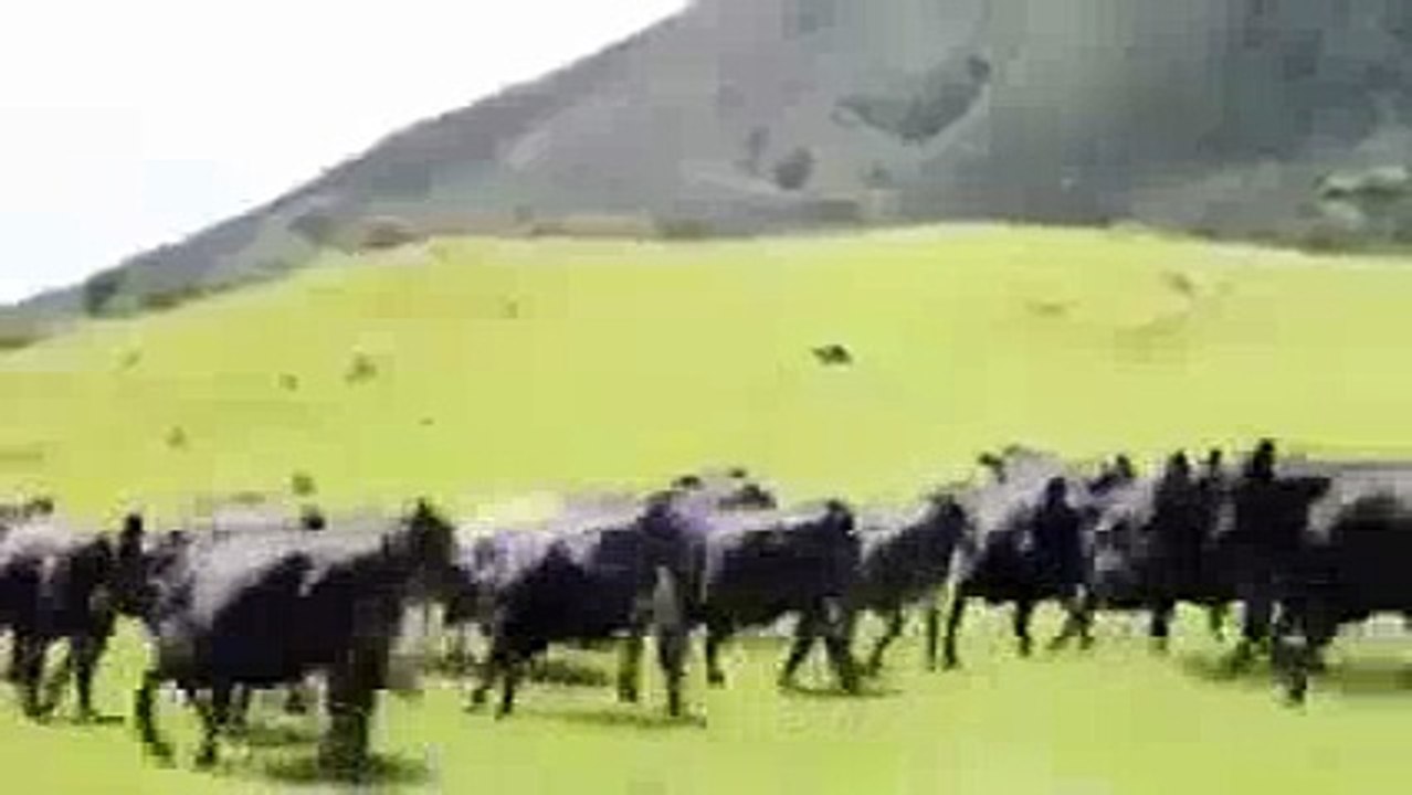 RC_Round_Up_Buffello - Funny Videos