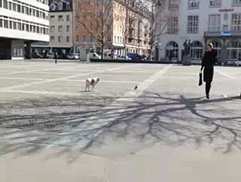 Slowly_Slowly_Catch_The_Bird - Funny Videos