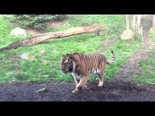 Tiger Gives Angry Growl After Rude Awakening