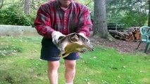 Turtle Bites Man and Escapes