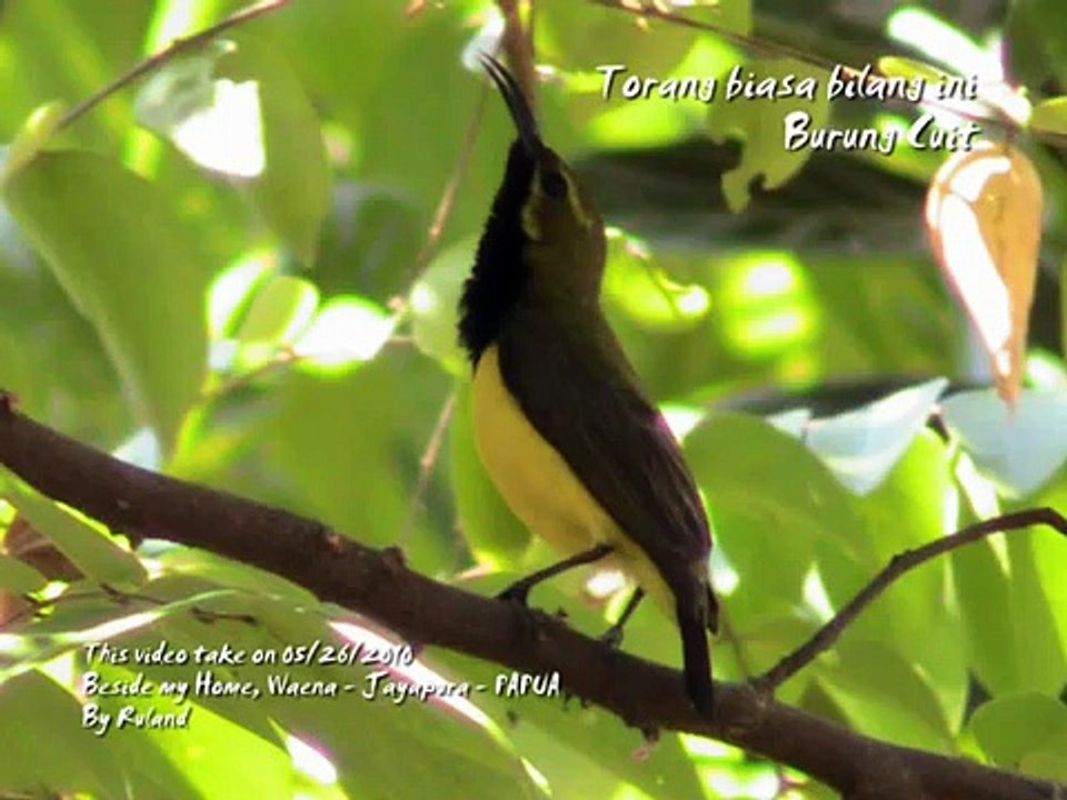 680 Gambar Burung Cendrawasih Full Hd HD Terbaik