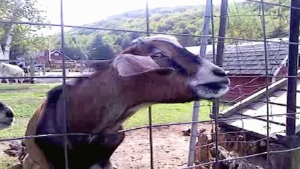 Funny Goats Screaming like Humans
