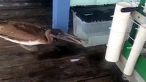 Pelican Tries to Eat Fish through a Plastic Container