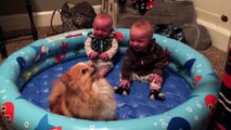 Twin Babies Cant Stop Giggling At Their Pomeranian