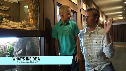 What's inside a Rattlesnake rattle