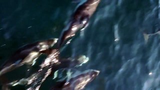 Dolphins Near Farallon Islands (1 of 2)