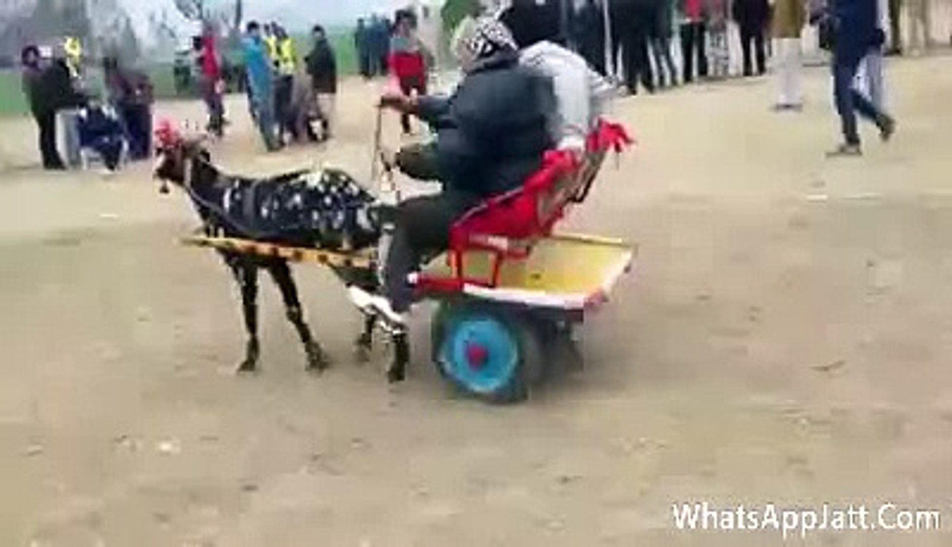 ⁣Goat Kart Race (Animal Race) In Pakistan