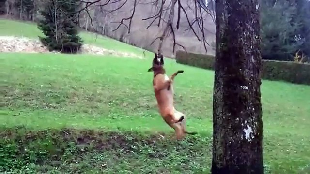 Chú Chó đu cành cây cực kỳ vui cho bé cười thoải thích