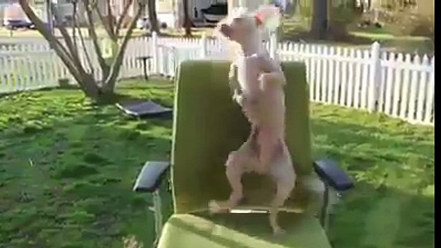 Chú Chó nhảy gangnam style cực kỳ vui cho bé cười thoải thích