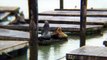 More sea lions on Fisherman's wharf, San Francisco