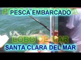 PESCA Y DEVOLUCIÓN DE TIBURONES EN SANTA CLARA DEL MAR