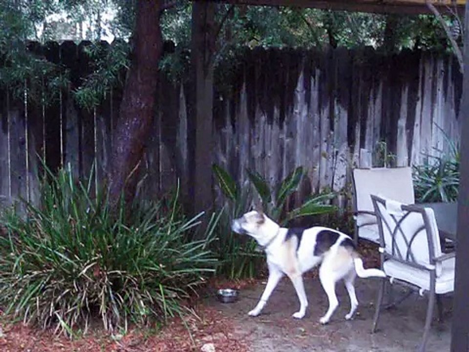 Squirrel Torture