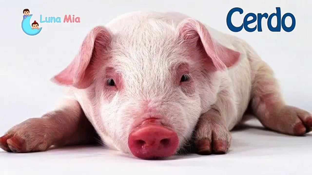 SONIDO DE ANIMALES para bebes ◄ Luna Mia ► 001