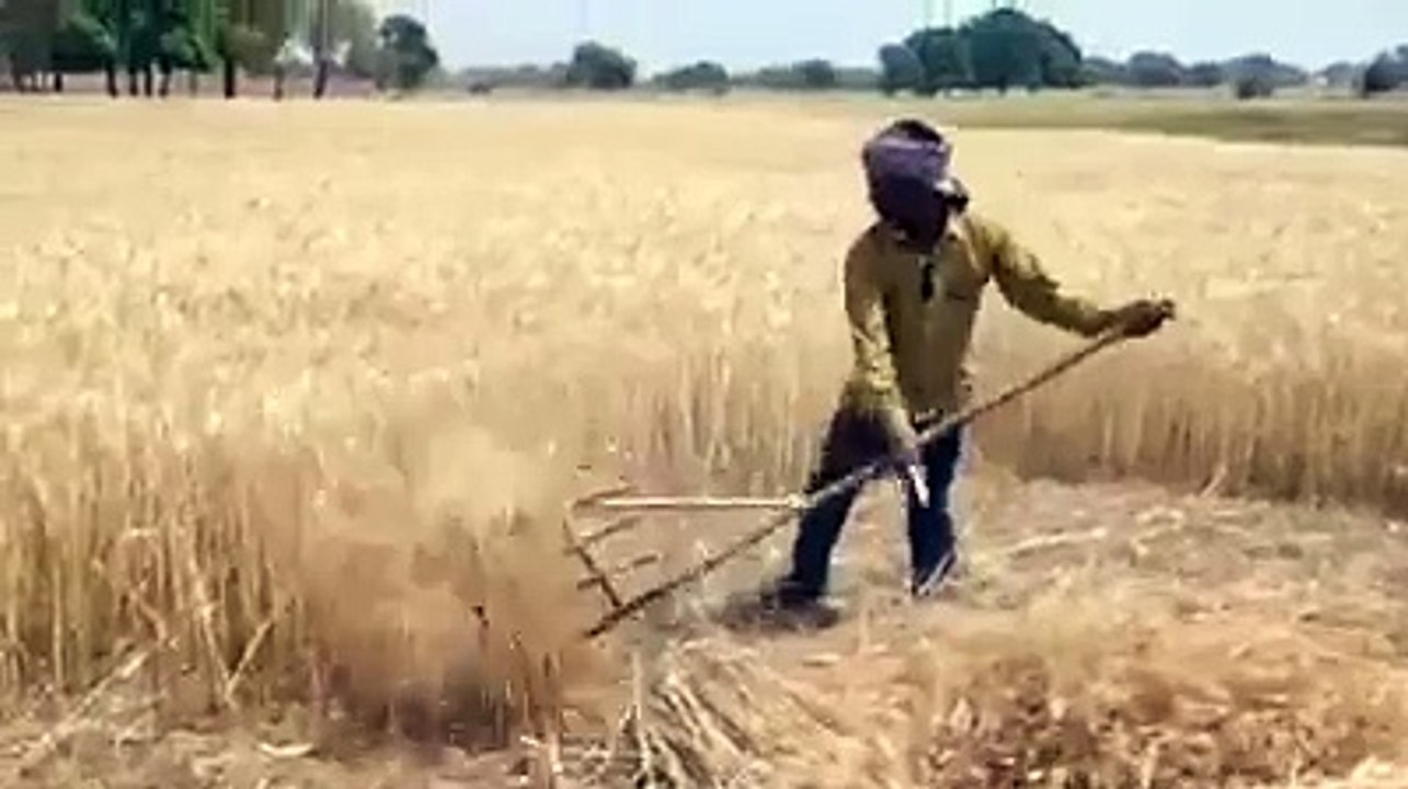 wheat