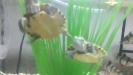 Yellow Belly Turtles & The Barbs