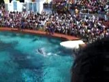 dolphin parc astérix dauphin
