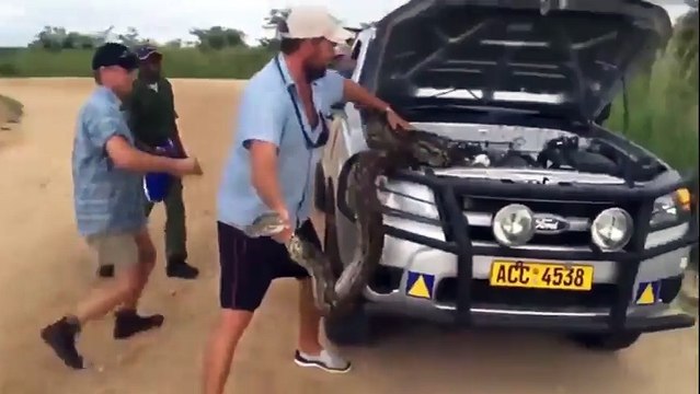 Что можно встретить под капотом машины в Африке - 640x480