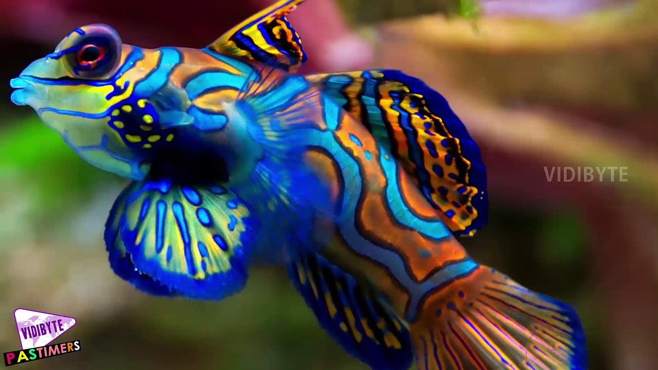 Top 10 Ridiculously Weird Animal Mating Rituals