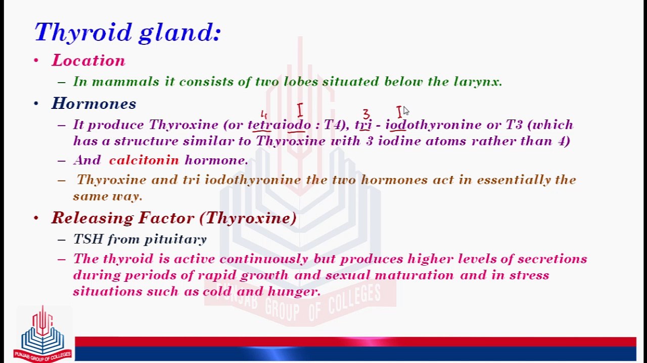 Thyroid Glands