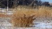 Snow Bunting Flock - Loyola Dunes, Loyola Beach - November 22, 2015, Rogers Park, Chicago, Illinois.