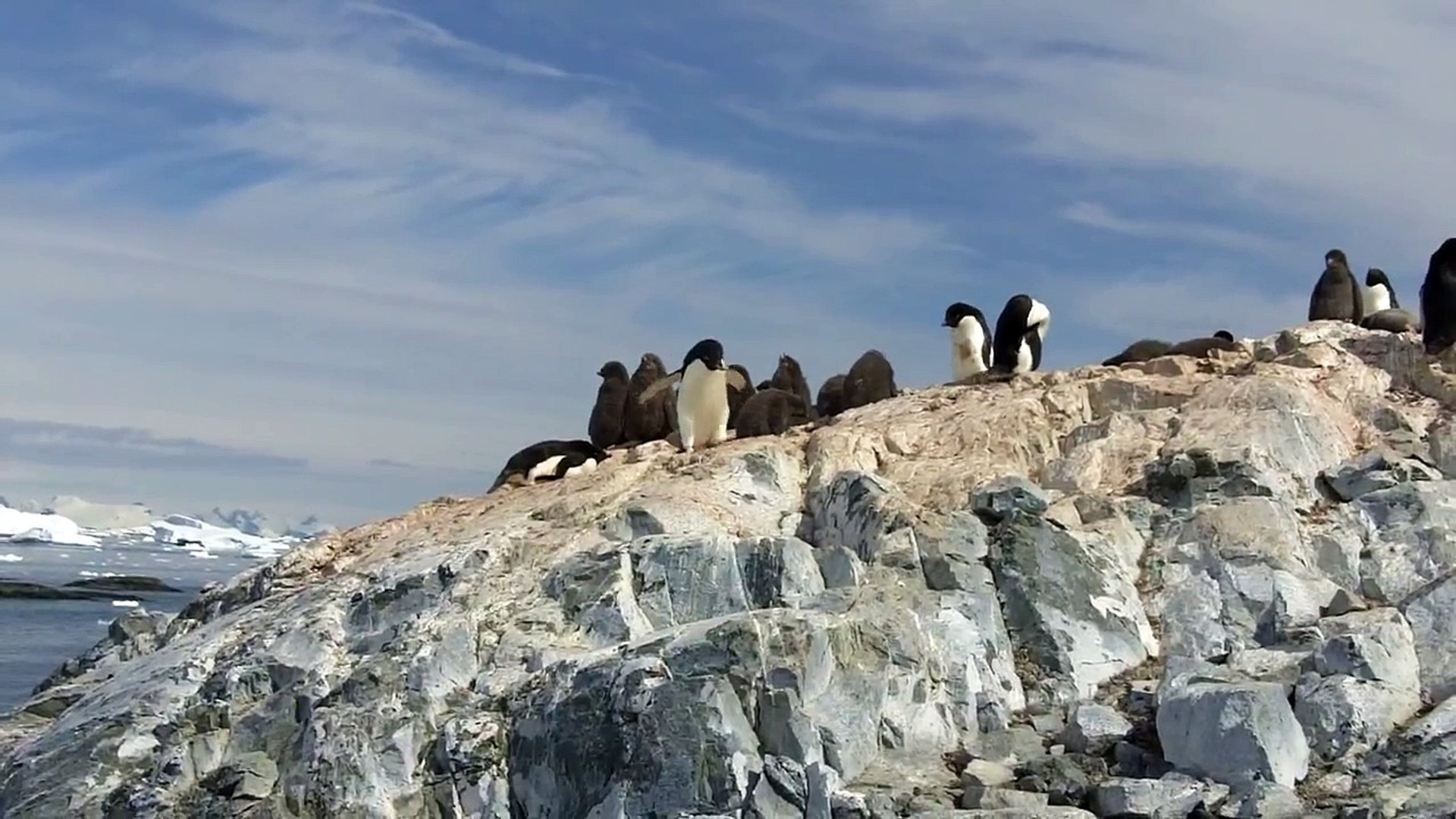 ⁣Adele Penguins stealing stones