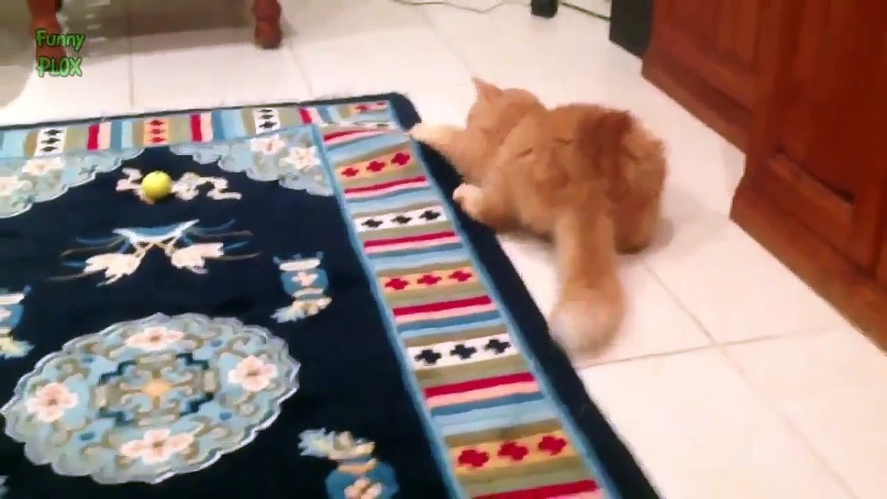 Funny Spazzy Cats Compilation 2016