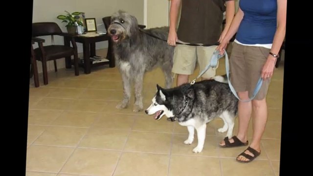 Furbabies - (512) 644-1326