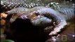 Anaconda Stalks Worlds Largest Rodent