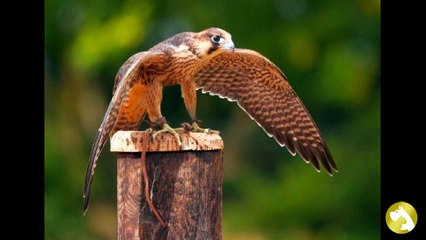 Сапсан: стремительный и виртуозный охотник