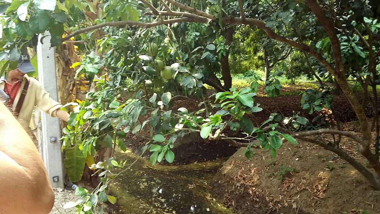 plantation