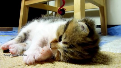 Rocky the Kitten falling asleep while playing. Cutest Cat Moments.