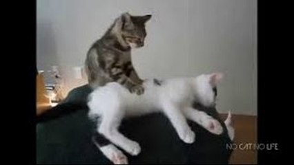 Cats Hate Water! - Funny Cats in Water Compilation 2016