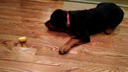 Rottweiler puppy playing with lemon!