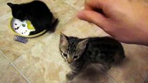 Cute Bengal Kitten Fascinated with Hand