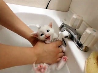 Kitten s first bath & meow!