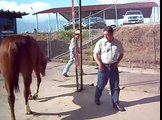 Manejo equinos 1/Asogata/San Cristobal/Tachira/Venezuela