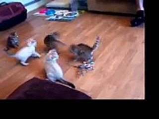 Bengal Kittens gone wild! Kitten Karate kick!