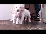 A Snow Bengal Kitten & Labrador Puppy Becoming Best Friends!