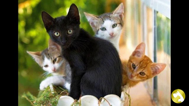 К чему снятся кошки?