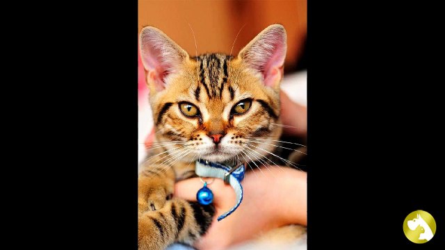 Американская короткошерстная кошка: известный долгожитель