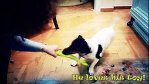 Funny Jack Russell dog!