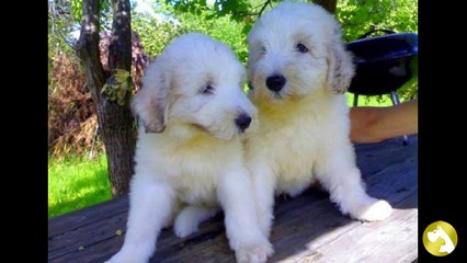 Южнорусская овчарка: грозный смельчак