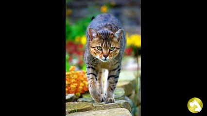 Египетская мау: настоящая кошачья экзотика