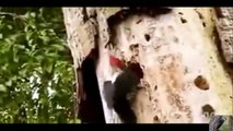 Cảm động Chim Gõ Kiến tấn công Rắn Lục bảo vệ con - Touched woodpeckers attack Luc protect Snakes