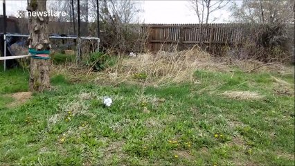 Pocket Cannon disintigrates a beer can in slow-motion