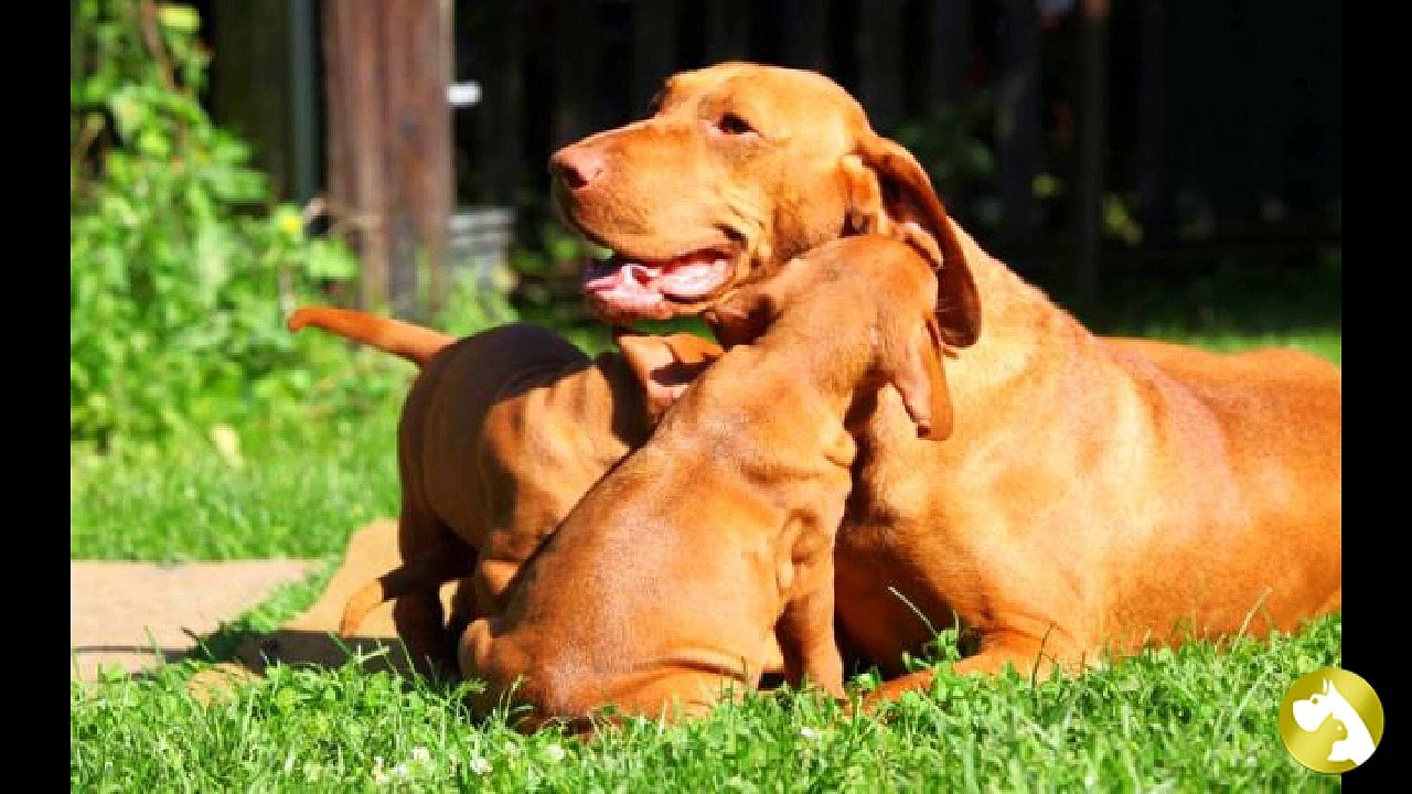 Венгерская выжла: ловкий охотник