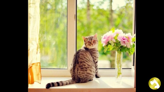 Как правильно выбрать ошейник от блох и клещей для кошек?