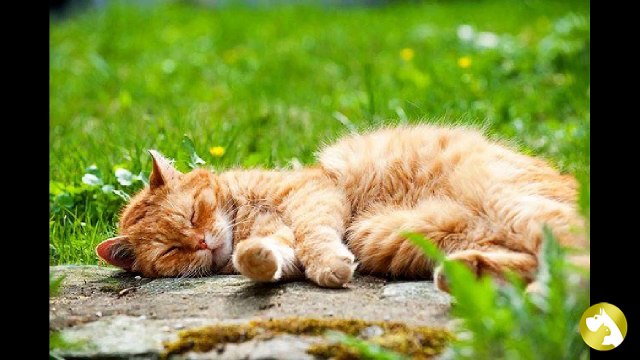 Как защитить питомца от ушного клеща?