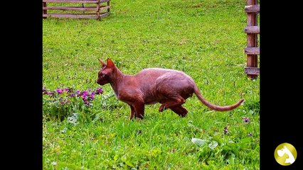 Петерболд: сфинкс с берегов Невы